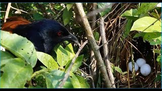 Coucal Bird take care Eggs in the nest [upl. by Charteris]