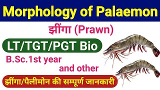 Palaemon  external and internal morphology of palaemon or prawn  lt Biology  tgt Biology classes [upl. by Demetrius220]