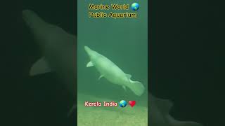 Marine World Public Aquarium in Edakkazhiyur India 🇮🇳 🇮🇳 [upl. by Nauqaj749]