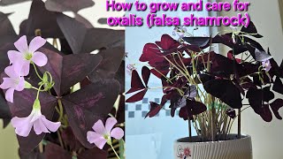 How to grow and care for oxalis false shamrock [upl. by Mide80]