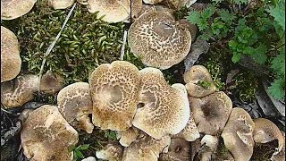 Lentinus tigrinus  VRBOVAČA [upl. by Lyon]