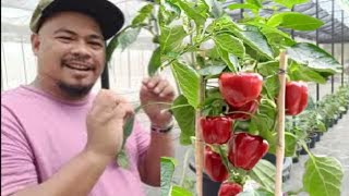 HOW TO PRUNE GREENHOUSE BELL PEPPER PLANT [upl. by Yuma]