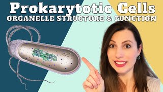 PROKARYOTIC CELL STRUCTURE AND ORGANELLESAlevel Biology cells topic 2 [upl. by Brindell]