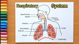 Easy Respiratory System diagram drawing  How to drawing respiratory system [upl. by Essined]