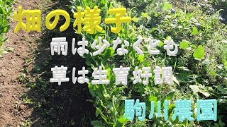 畑の様子 雨が少なくても草は生育良好 駒川農園 241018 [upl. by Nahaj]