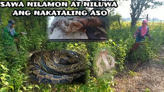 SAWA NILAMON AT NILUWA ANG KAWAWANG ASO NI KUYA SA CUYAPO NUEVA ECIJA  Kambal Kamandag [upl. by Ysor]