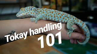 Tokay Gecko Handling Basics [upl. by Zaid]