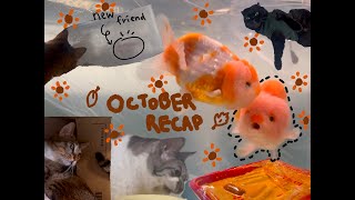 october recap vlog goldfish cats making jewelry [upl. by Paxton822]