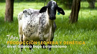 Producción lechera y genética en el trópico bajo Colombiano TvAgro por Juan Gonzalo Angel Restrepo [upl. by Ahsoet411]