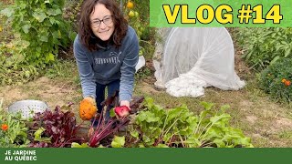 Jardinage dAutomne au Québec  Cultures dÉpinards Laitues Radis Navets amp Betteraves 🌿 [upl. by Ayotnom955]