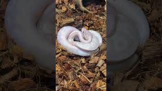 Wilbanks Black Friday Sale Ball Pythons petreptile ballpython reptilebreeder [upl. by Yelyak470]