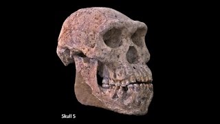 Origins of Genus Homo–Australopiths and Early Homo Variation of Early Homo Speciation of Homo [upl. by Bauer91]