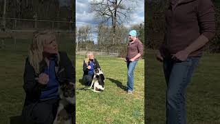 How to SAFELY Use an ECollar to Train your Dog [upl. by Anitram961]