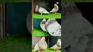 goodqualitygaditano pouter pigeon pigeon in khandwa pigeon from [upl. by Der858]