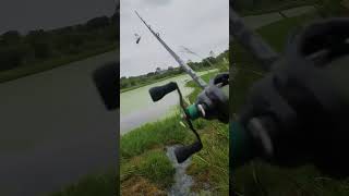 CatFish catching with fishing rod reel fishing [upl. by Nnylcaj]