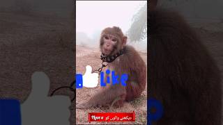 Monkey ka dekhne ka style check Karen Bandar left side Kyon dekh raha hai  monkeyseemonkeydo [upl. by Tillo]