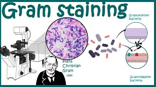 GRAM STAINING  Gram staining protocol  Bacterial Staining Technique  Microbiology [upl. by Aynav724]