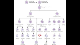 ASCP  MLS  MLT  Hematology  Hematopoiesis  blood cells formation [upl. by Petes]