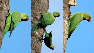 Roseringed parakeet birds  Bird watching birds [upl. by Malca]