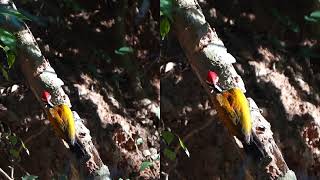 Greater Flameback in Kaeng Krachan NP Thailand [upl. by Emelen]