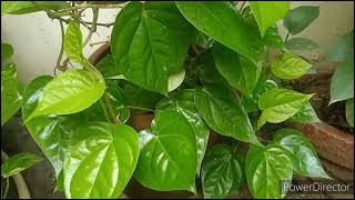 PaanBetel Leaf plant how to grow in pots for Balcony [upl. by Assyram125]