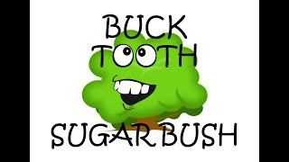 Bucktooth Sugar Bush  Good [upl. by Knick]