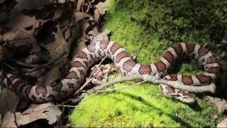 June Herping in NY for Milksnakes [upl. by Tyne545]