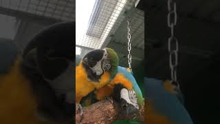 part 3 Macaw Breeding Aviary build parrot birds macaw cute birdslover exoticbird breeding [upl. by Byrn]