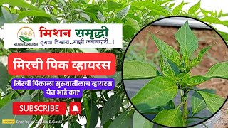 mission samruddhi information technology mirchi lagwad 2024 virus problem solutions viral [upl. by Akiwak331]