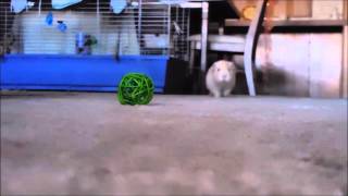 Guinea pig in slow motion [upl. by Dib]