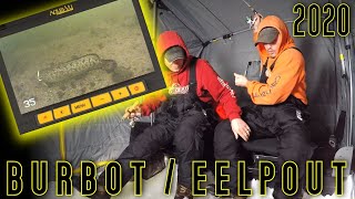 2020 Burbot  Eelpout Ice Fishing with Underwater Camera [upl. by Rotce448]