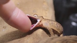 Cute pet crested gecko lizard baby [upl. by Elyc]