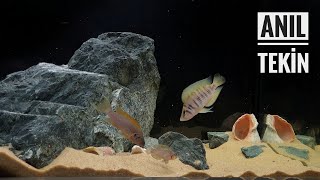 Calvus Chisanse Tanganyika Cichlids Aquarium [upl. by Ydnih]