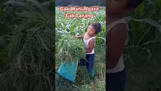 GAK WANI NGARIT GAK LANANG [upl. by Ahsauqal]