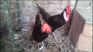 Black Minorca Chicken Breed pheasantsquailschickens [upl. by Haynor575]