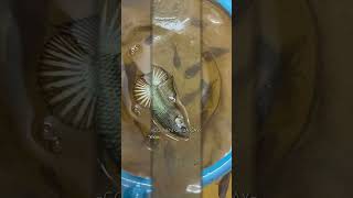 New Fancy Copper Yellow generation trending bettafish fccp fccpvietnam tiktok [upl. by Hooker286]