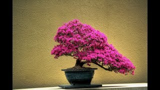 how to grow bougainvillea fast  how to report bougainvillea plant [upl. by Vasos]