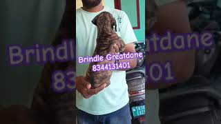 Greatdane puppy sale in Tamilnadu brindle harleyquinn boston aggresivedog guarding farmhouse [upl. by Trebmal]