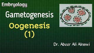 9 EmbryologyGametogenesis part 2 Oogenesis 1 Dr Abeer Ali Alnawi [upl. by Keverne]