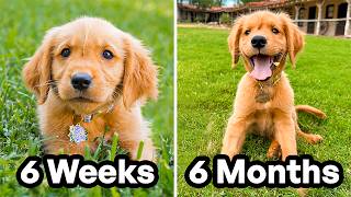 The First 6 Months of My Puppys Life 🐶 [upl. by Magna]