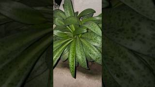 Ornamental plants 🌱 orgnaicfarming gardening plants  mini vlog [upl. by Yert]