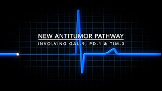 Antitumor Pathway Involving Galectin 9 PD1 and TIM3 [upl. by Androw]