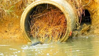 Unclogging Culvert Pipe Drain Water  Removing All Trash Clogged Culvert [upl. by Aihsit398]