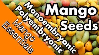 Mango Essentials  Monoembryonic vs Polyembryonic Mango Seeds [upl. by Aitret]