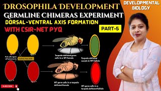 Drosophila Embryogenesis [upl. by Putscher835]