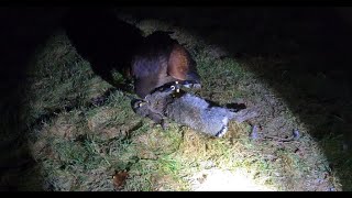 Harris Hawks First Time Lamping Rabbits Hunting Rabbits Falconry At Night Using CluBriter Sport [upl. by Chlores]