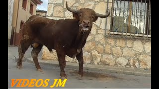 Encierro Mudex 2024 SabadoToros de Arriazu [upl. by Llenrap]