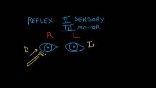 Cranial Nerve Testing Direct and Indirect Light Reflexes [upl. by Glendon]