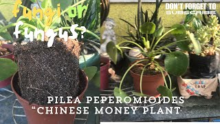 PILEA PEPEROMIOIDES  DAMING FUNGUS  SAVE NATIN passion at60 [upl. by Wexler]