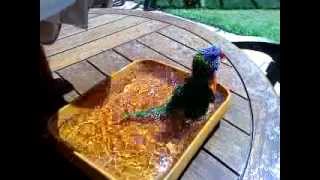 Jako the parrot cooling off in his pool [upl. by Afrika]